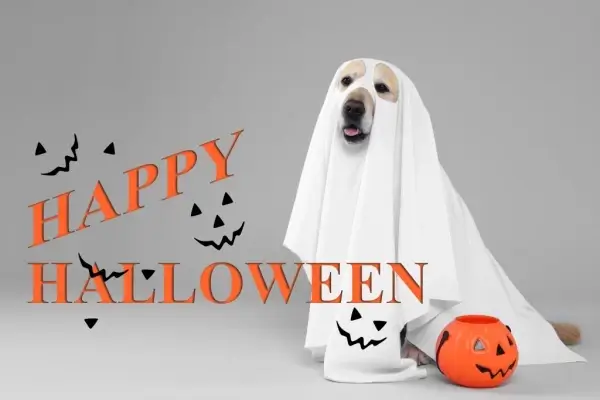 Happy Halloween from UNIVERSAL TRUST MORTGAGE (UTM)